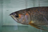 Osteoglossum Ferreirai - Zwarte Arowana